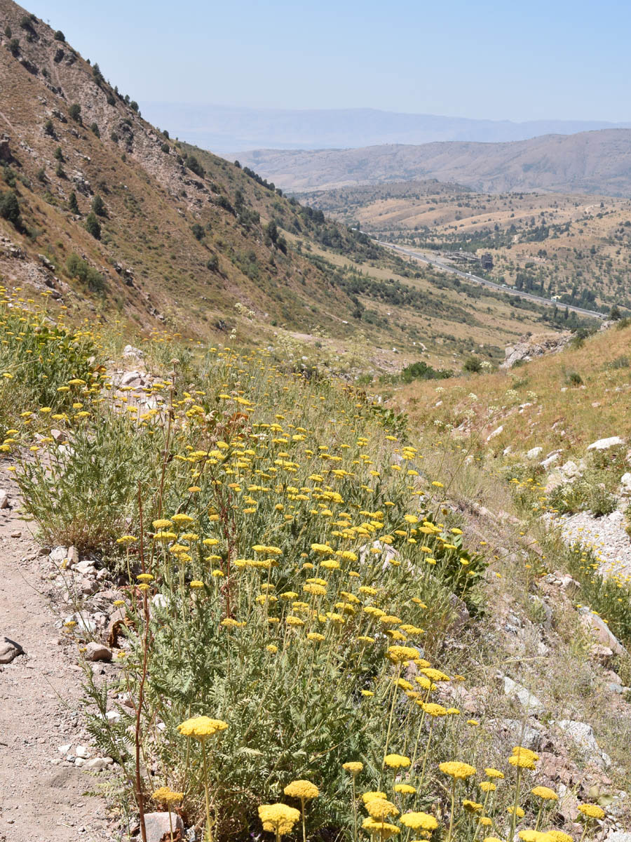 Image of Achillea filipendulina specimen.