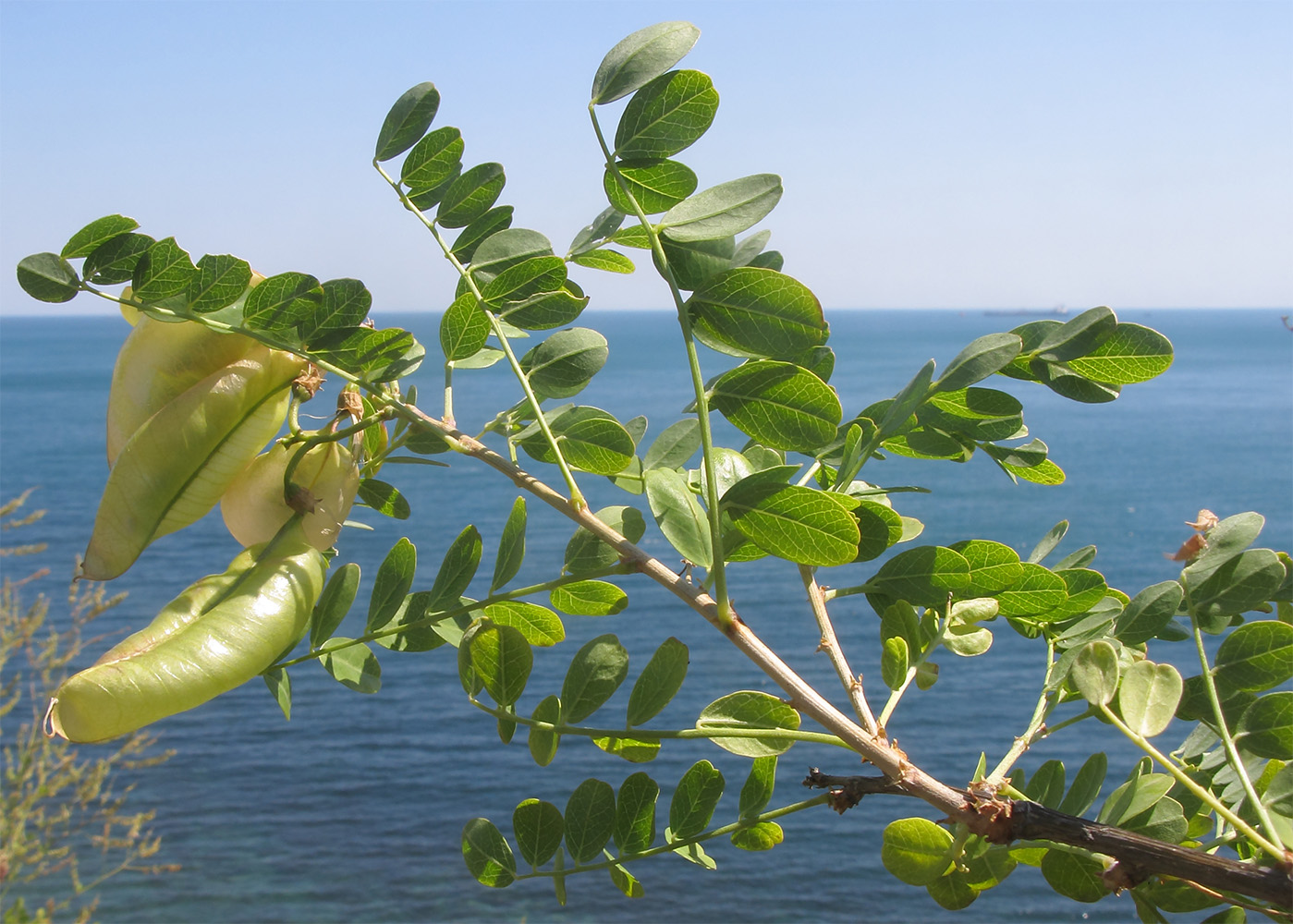 Image of Colutea cilicica specimen.