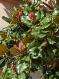 Magnolia grandiflora. Зрелые плоды и листья. Черногория, г. Будва, в культуре. 13.10.2014.