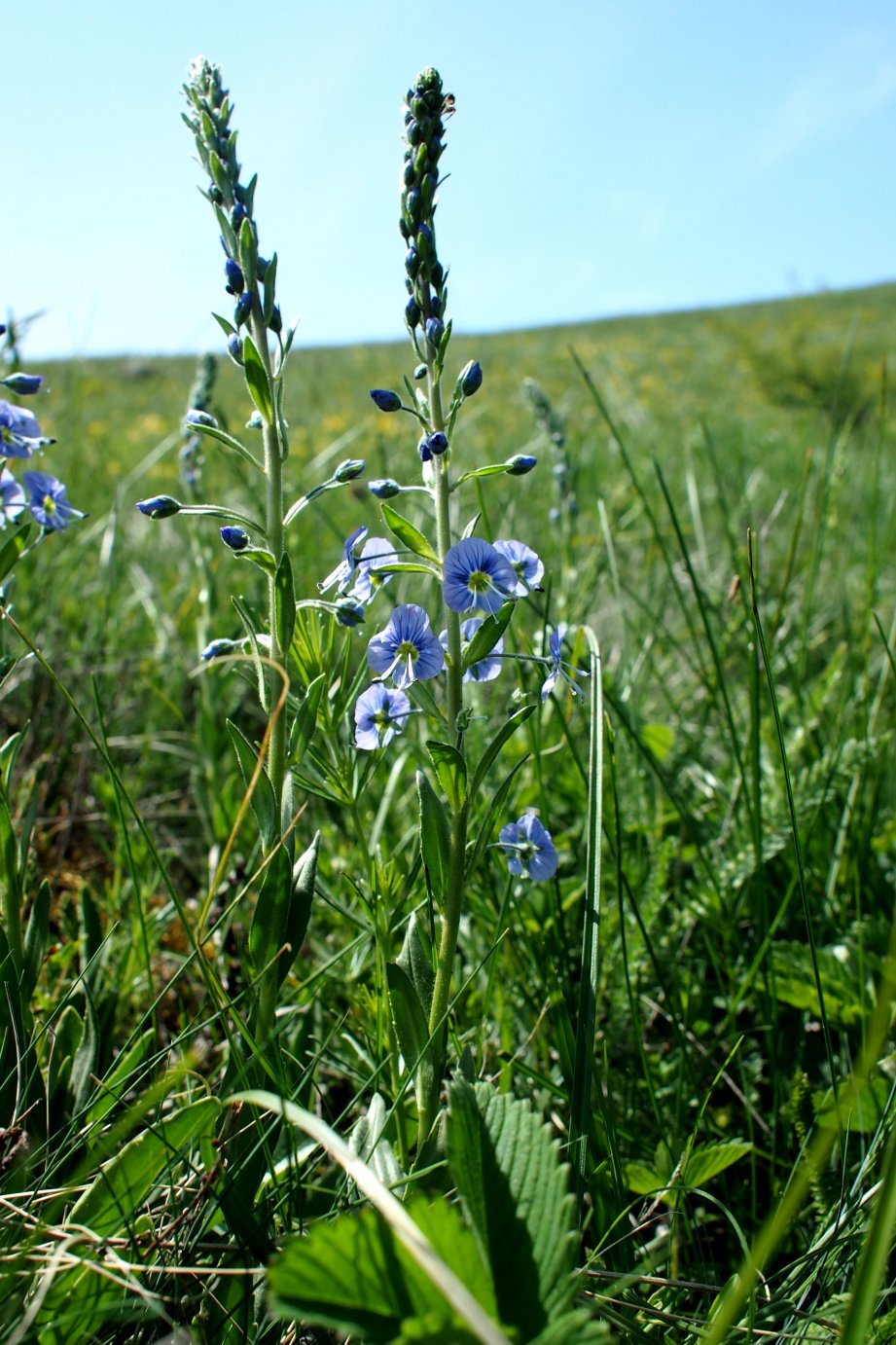 Image of Veronica gentianoides specimen.