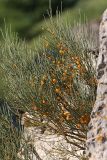 Ephedra equisetina