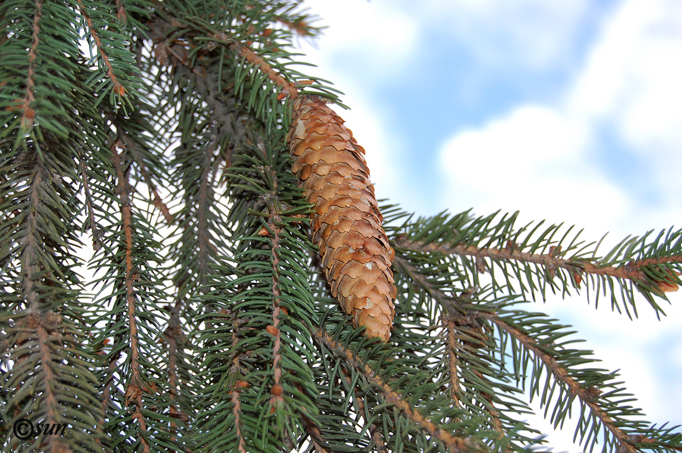 Image of Picea abies specimen.