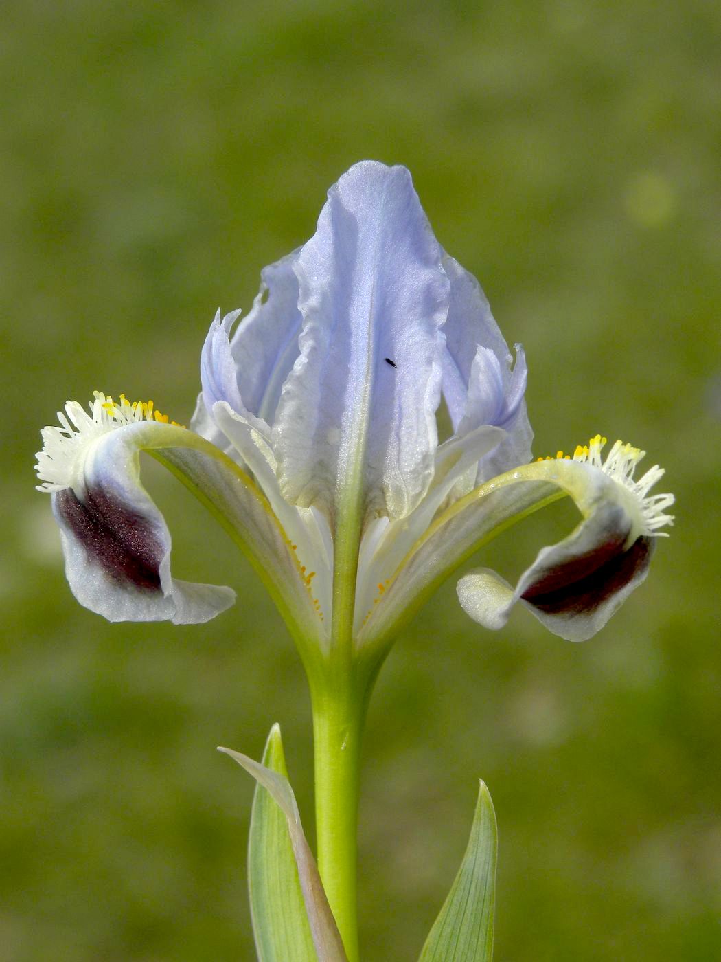 Image of Iris pumila specimen.