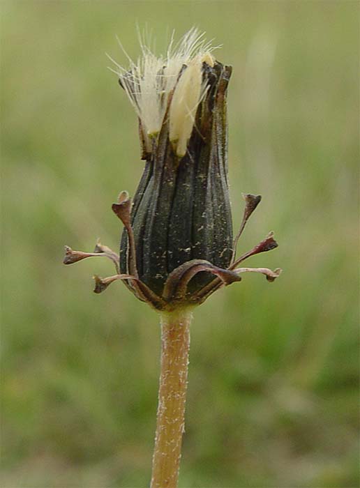 Изображение особи Taraxacum stenocephalum.