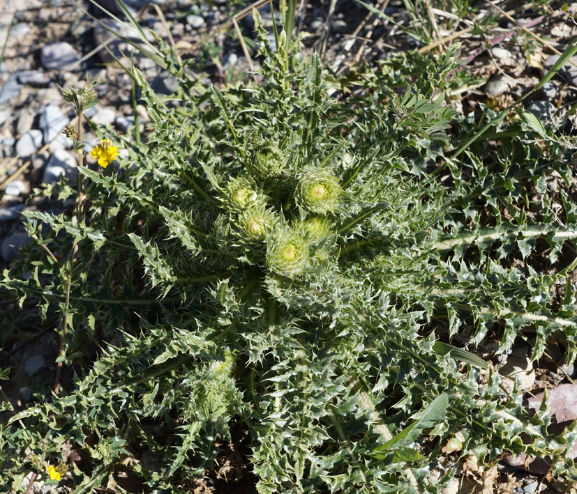 Image of Carduus nutans specimen.