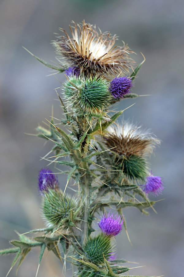 Image of Cirsium vulgare specimen.