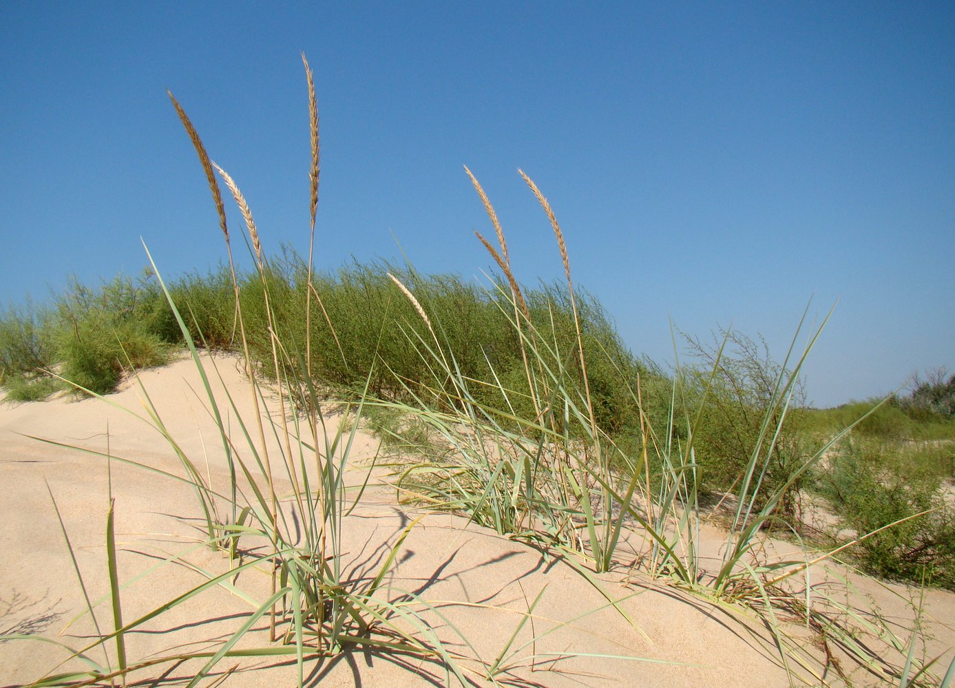 Колосняк песчаный фото и описание