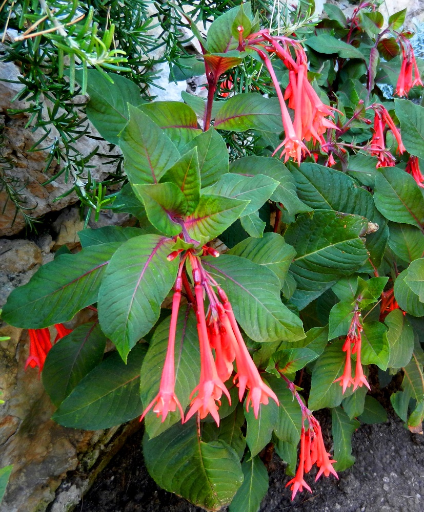 Image of Fuchsia triphylla specimen.