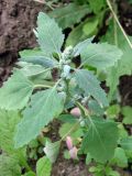 Chenopodium album