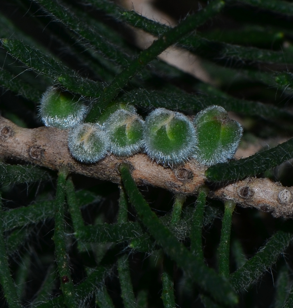 Изображение особи Calothamnus villosus.