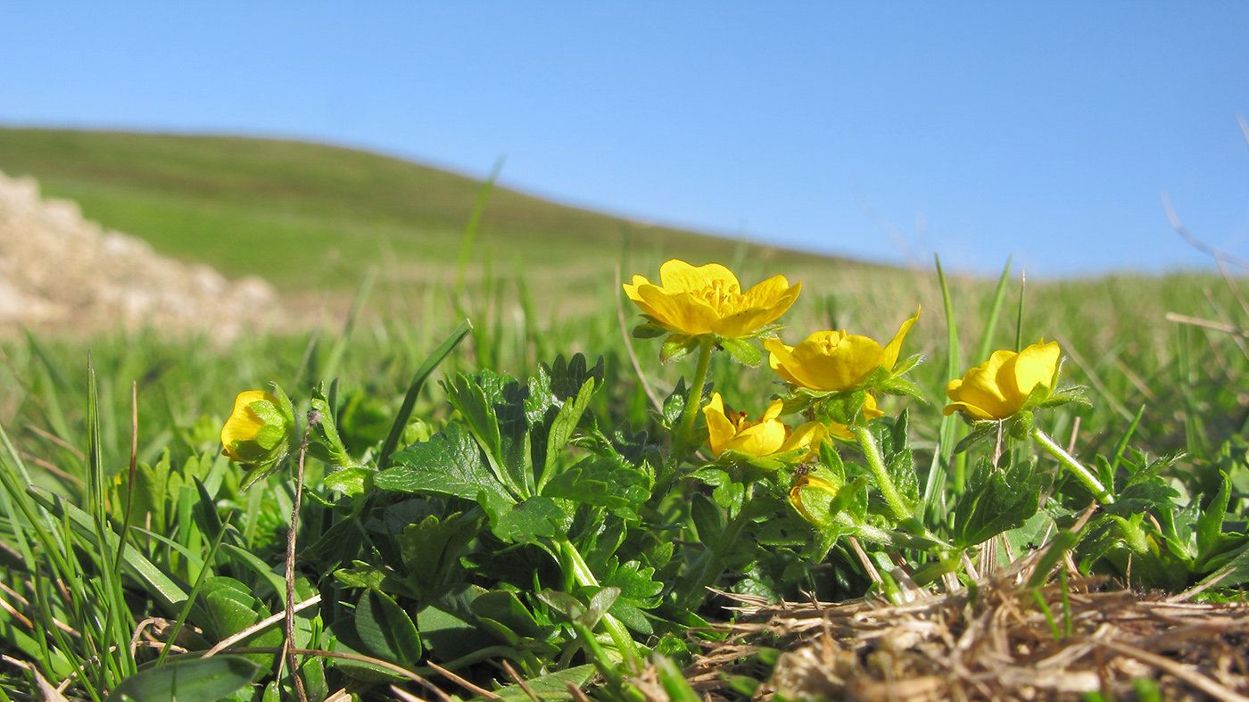 Image of Potentilla ruprechtii specimen.