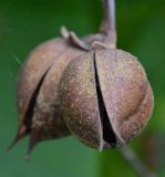 Paulownia tomentosa