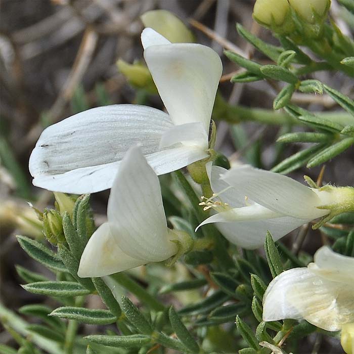 Image of Onobrychis cornuta specimen.