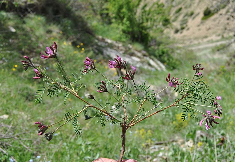 Изображение особи Astragalus cornutus.