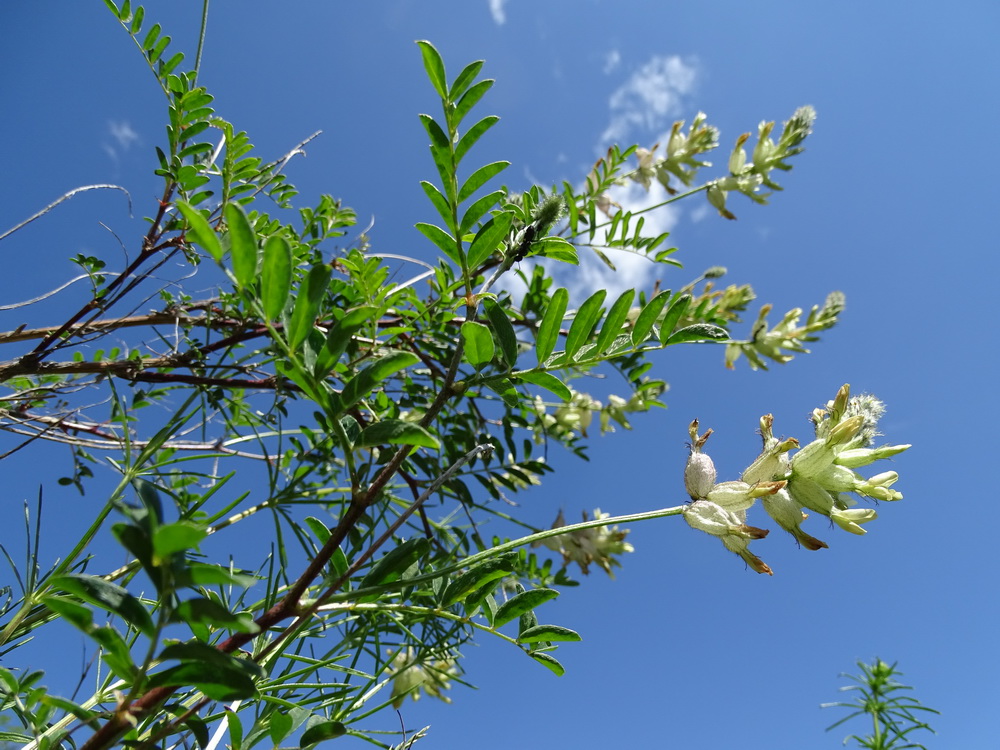 Изображение особи Astragalus scleropodius.