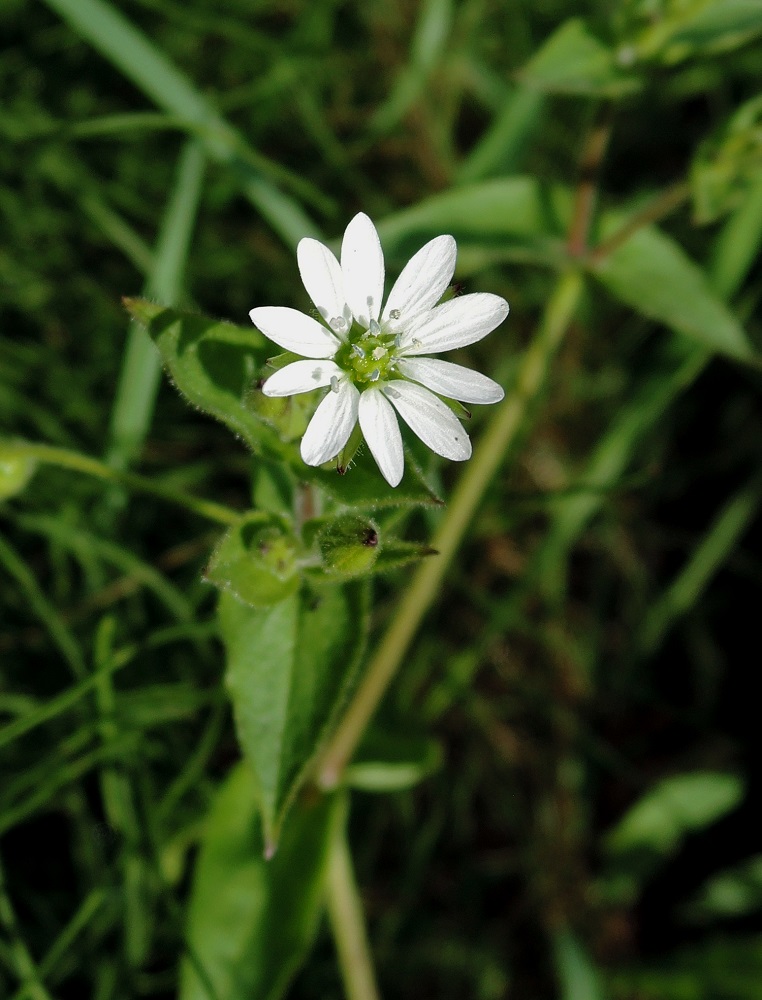 Image of Myosoton aquaticum specimen.