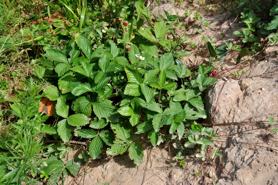 Image of Fragaria vesca specimen.