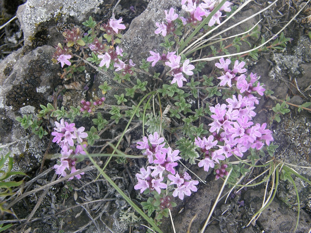 Изображение особи род Thymus.