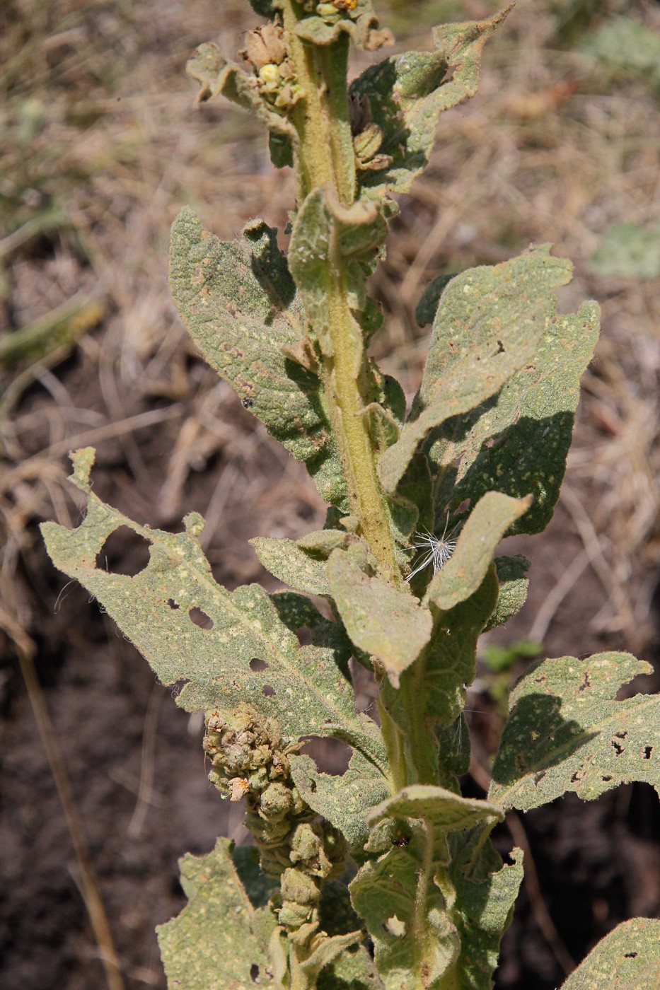 Image of Verbascum thapsus specimen.