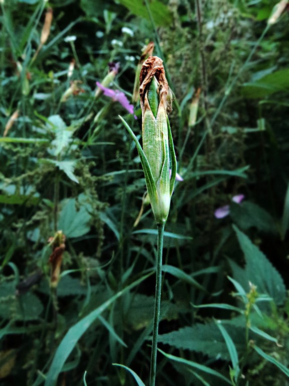 Image of Dianthus fischeri specimen.