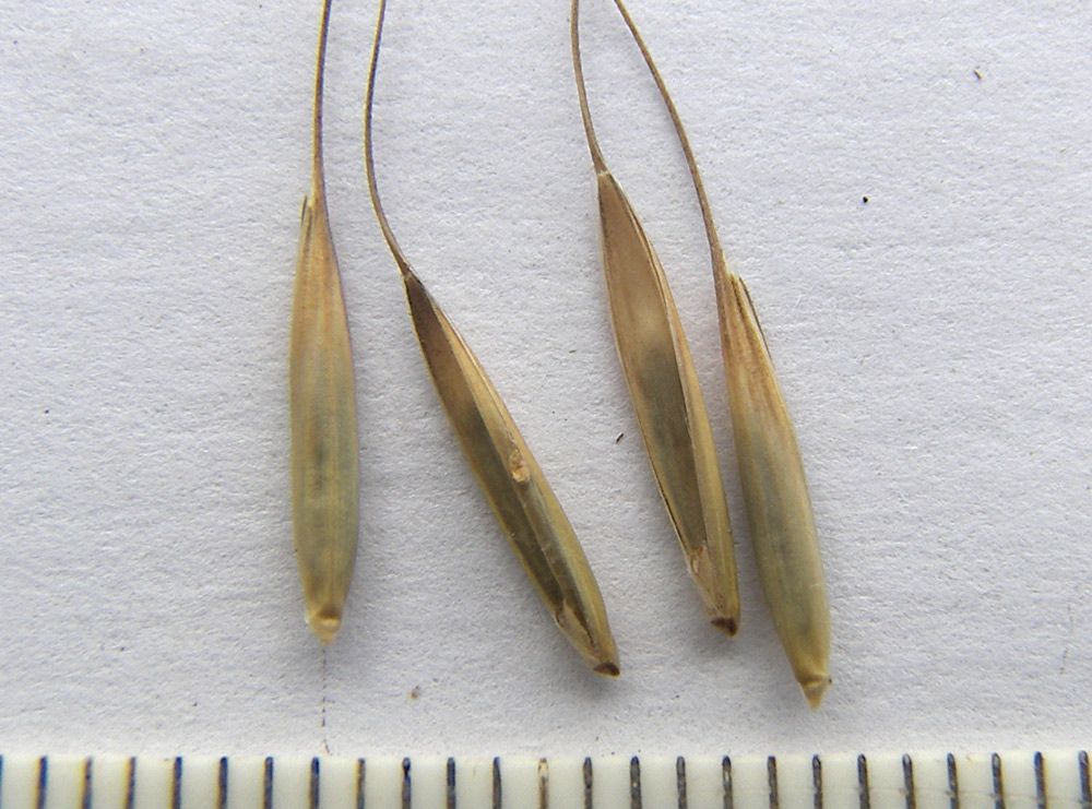 Image of Elymus caninus specimen.