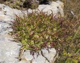 Gypsophila tenuifolia. Основание растения. Адыгея, Кавказский биосферный заповедник, юго-восточный склон горы Оштен, ≈ 2600 м н.у.м., на скале. 17.10.2015.