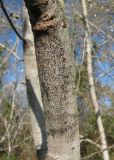 Populus alba. Часть отмершего стволика дерева (погоревшего этим летом) со спороношениями микромицетов. Краснодарский край, Абинский р-н, ст-ца Холмская, окраина луга. 06.11.2016.