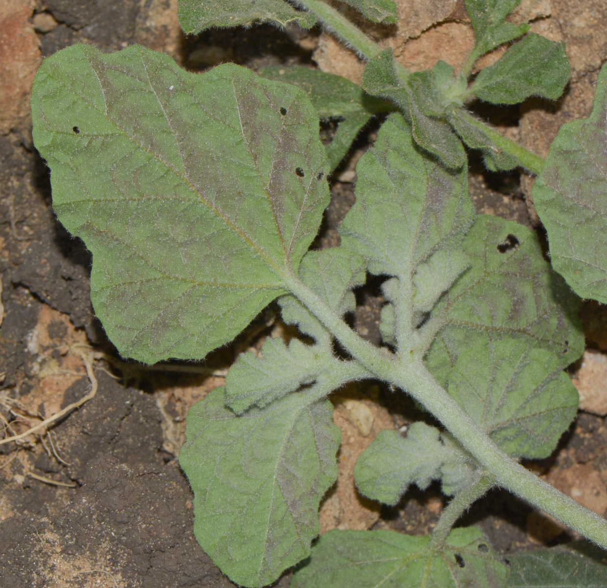 Image of Chrozophora plicata specimen.