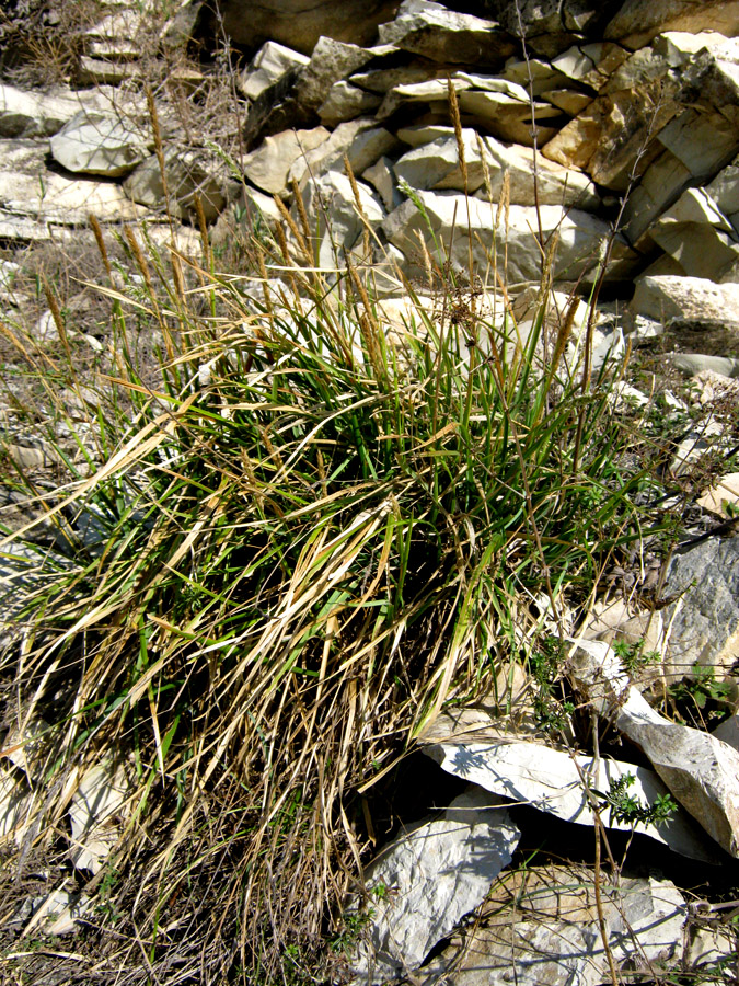 Image of Sesleria alba specimen.