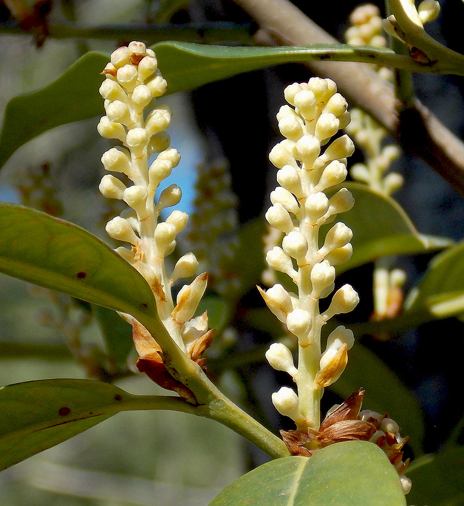 Image of Lauro-cerasus officinalis specimen.