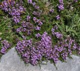 Thymus boissieri