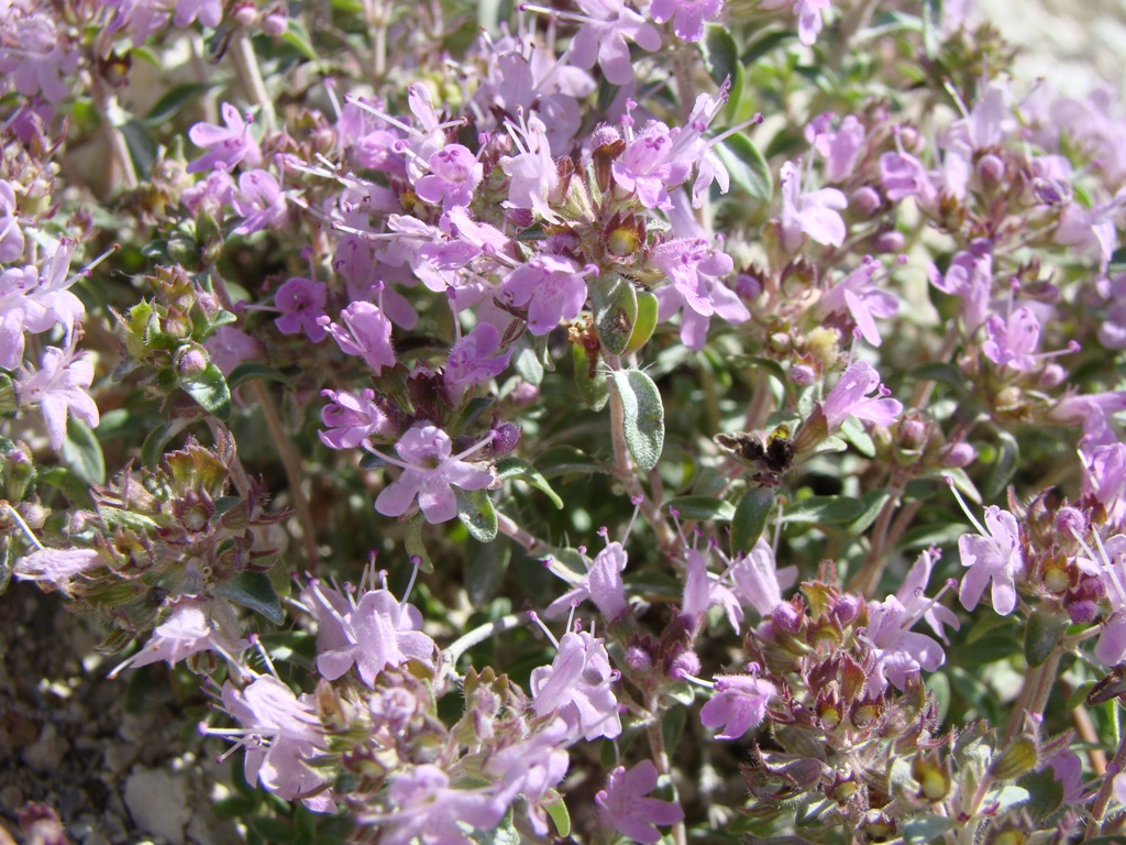 Image of Thymus dubjanskyi specimen.