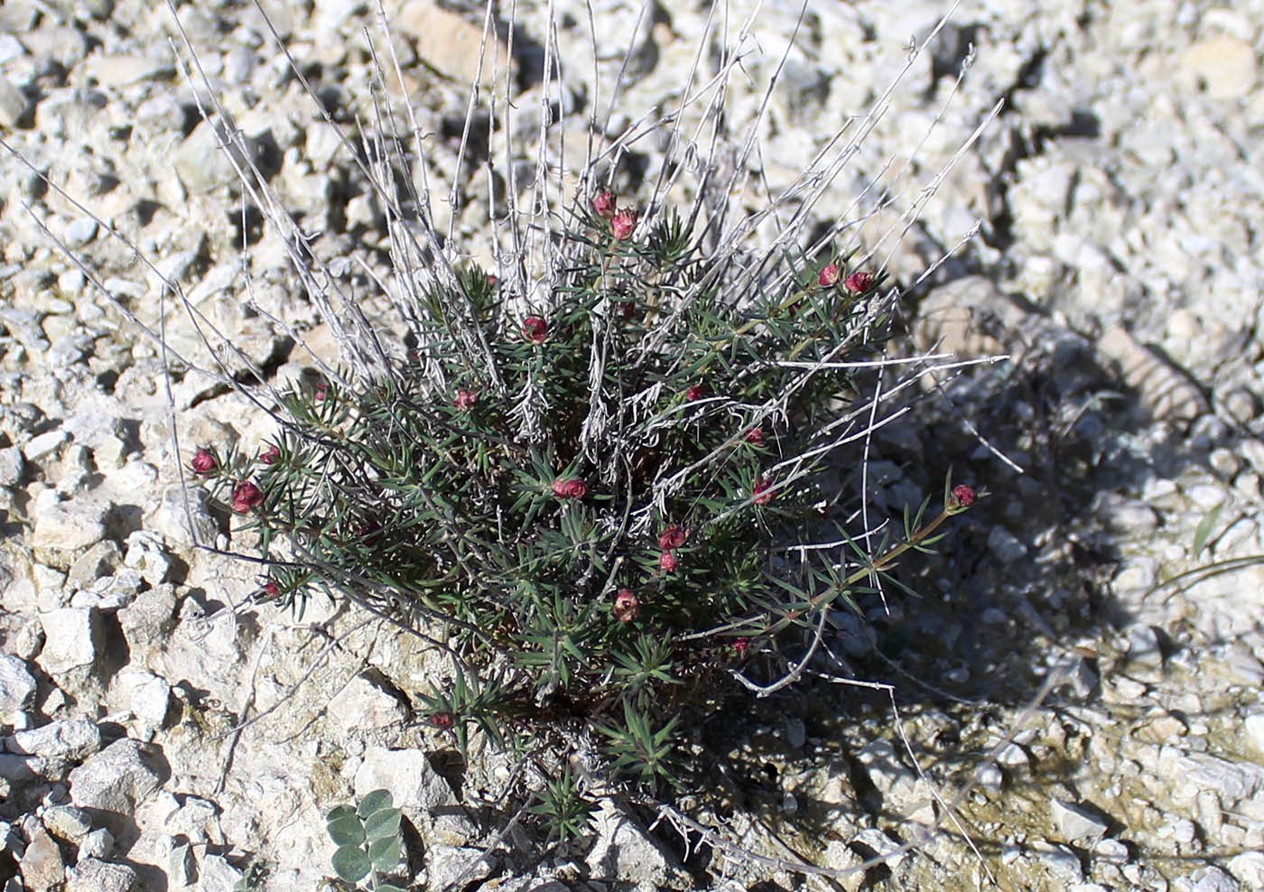 Image of familia Rubiaceae specimen.