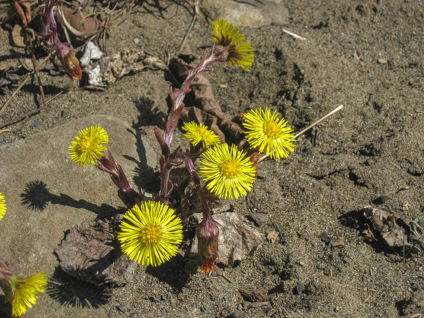 Image of Tussilago farfara specimen.