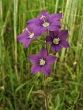 Legousia speculum-veneris. Соцветие. Нидерланды, провинция Gelderland, община Heumen, в посевах озимой ржи. 12 июня 2010 г.