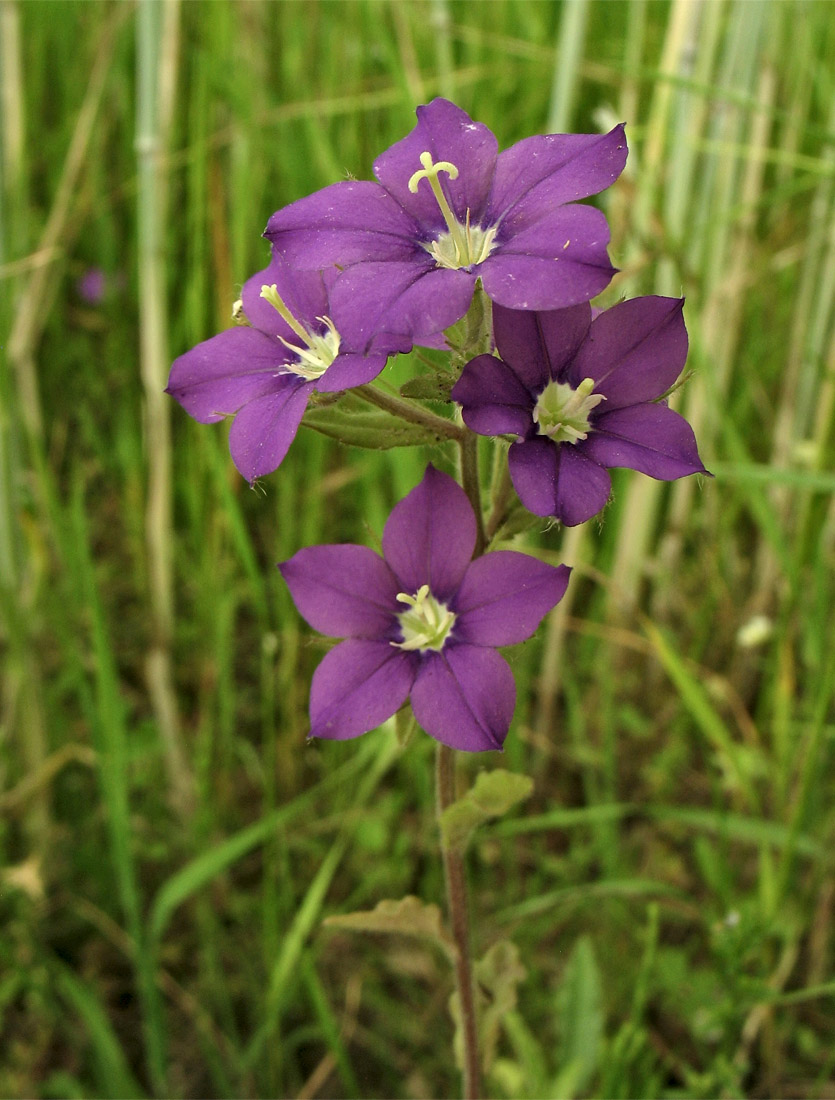 Image of Legousia speculum-veneris specimen.