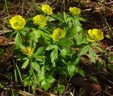 Trollius riederianus. Цветущее растение. Магаданская обл., Ольский р-н, бассейн р. Омчик, р. Нижний Омчик, лиственничное редколесье в долине. 25.06.2013.