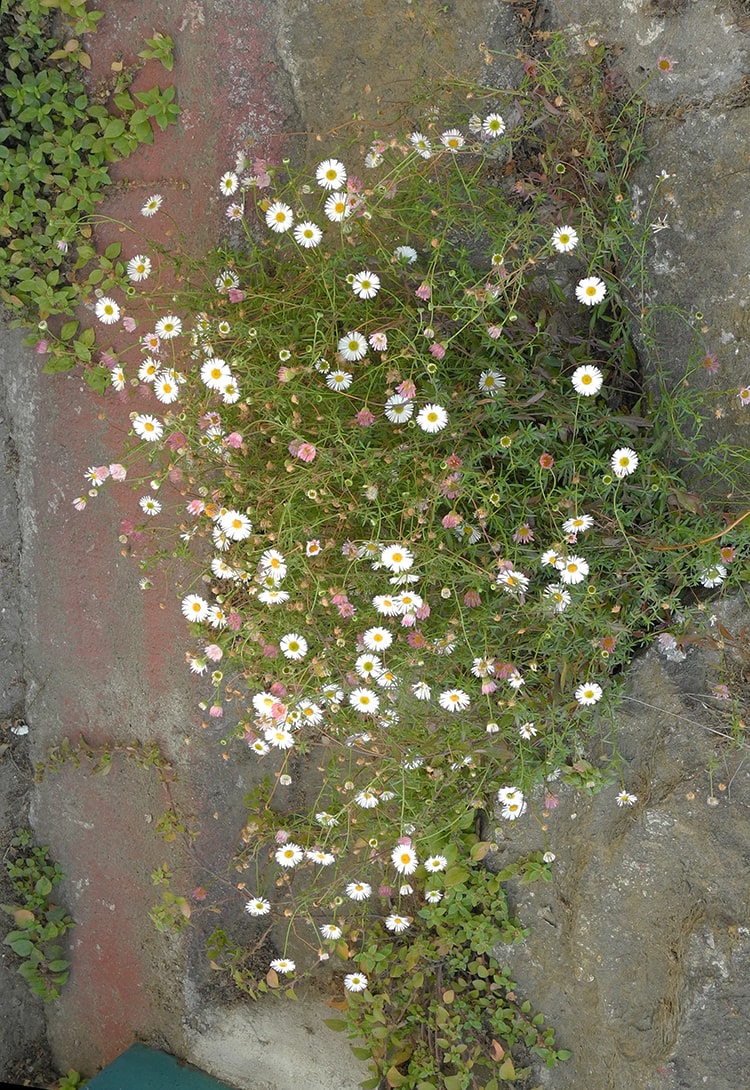 Image of Erigeron karvinskianus specimen.