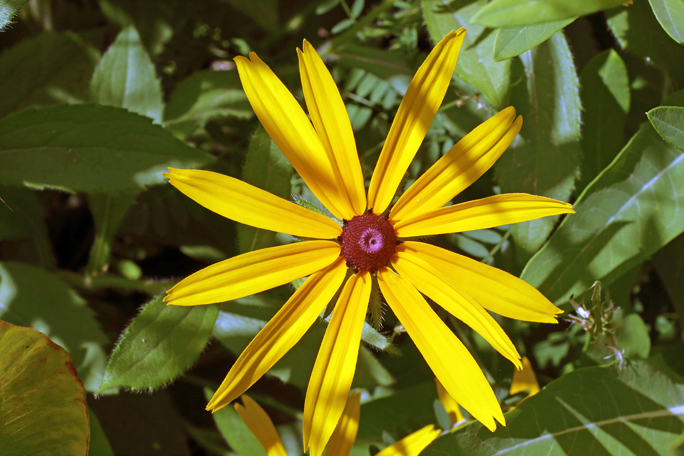 Image of genus Rudbeckia specimen.