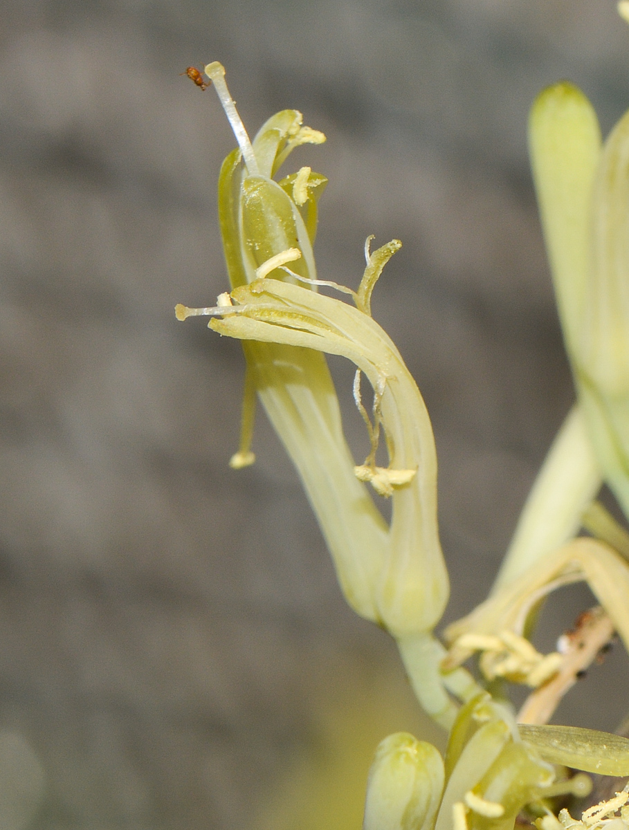 Image of Sansevieria cylindrica specimen.