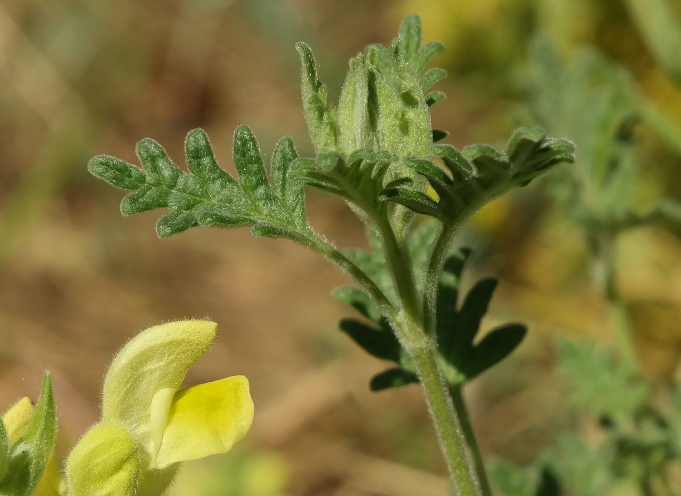 Изображение особи Scutellaria orientalis.