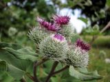 Arctium tomentosum