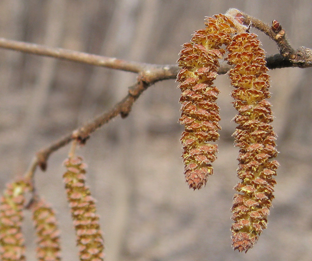 Image of Corylus avellana specimen.