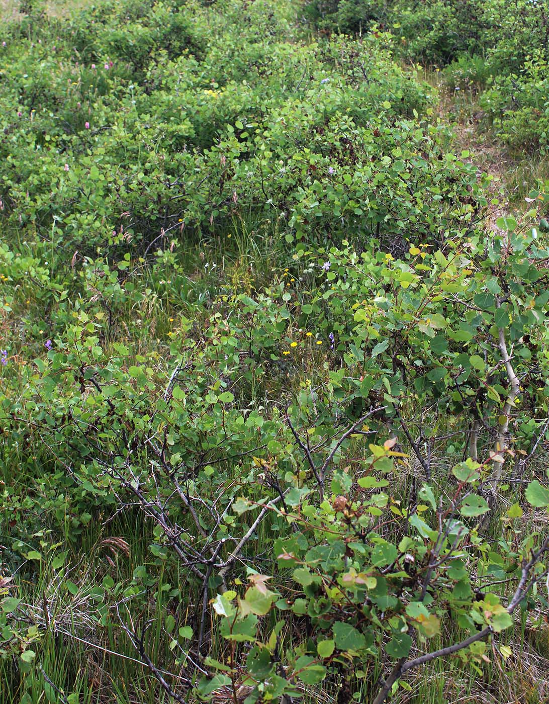 Image of Populus tremula specimen.