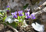 Viola odorata. Цветущее растение. Горный Крым. 20 апреля 2008 г.