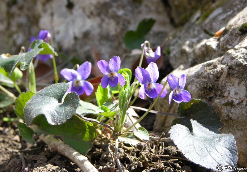 Image of Viola odorata specimen.