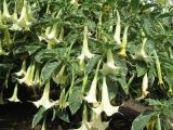 Brugmansia arborea. Побеги с цветками. Австралия, г. Брисбен, ботанический сад. 26.09.2015.