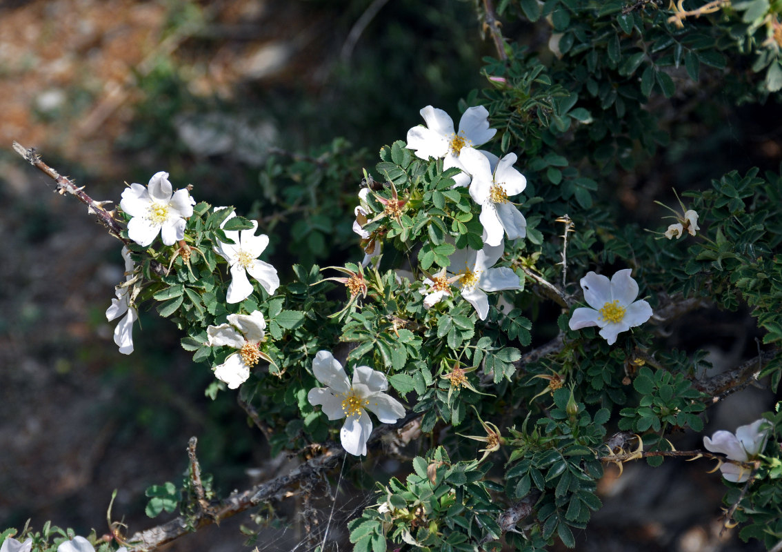 Image of Rosa huntica specimen.