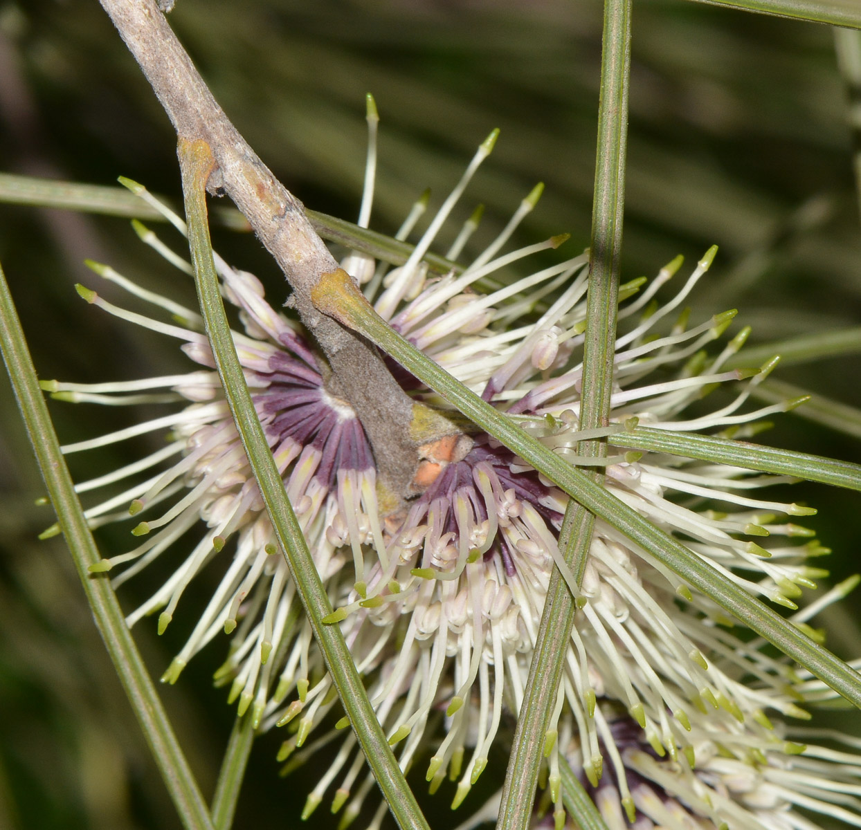 Image of Hakea scoparia specimen.