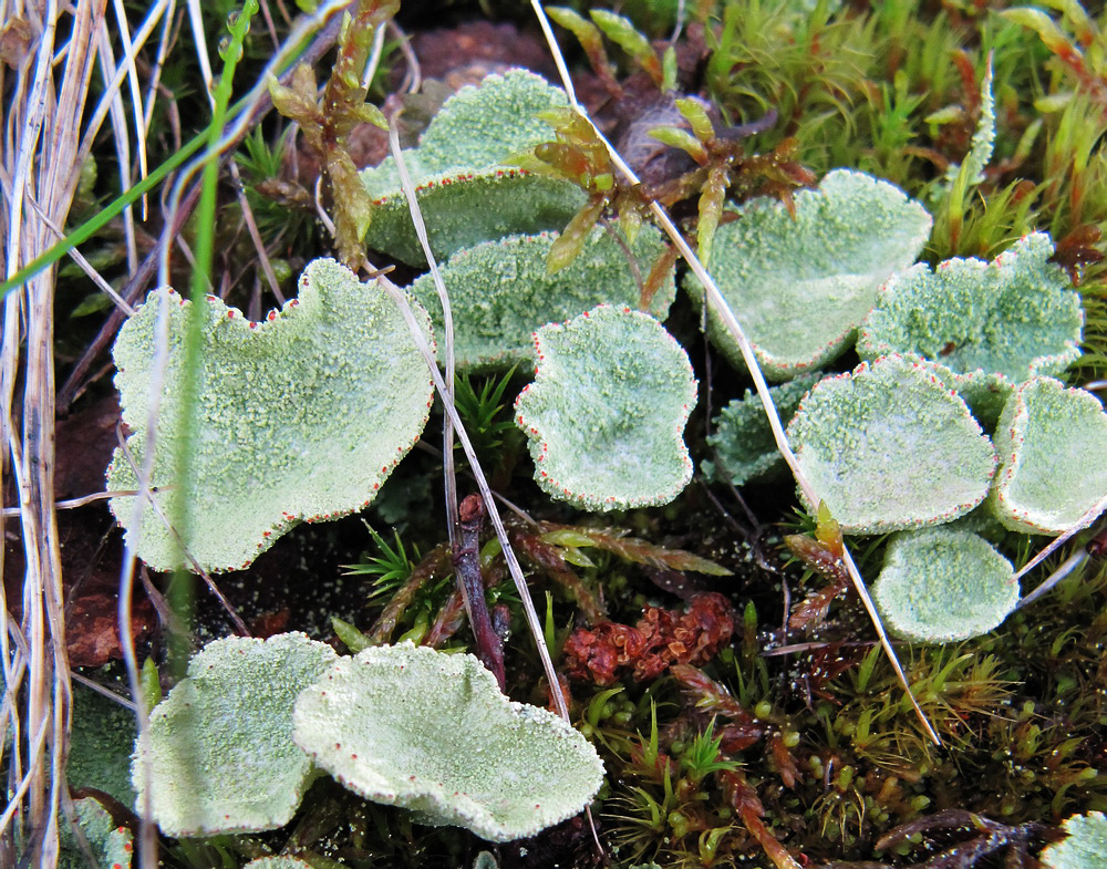 Image of genus Cladonia specimen.